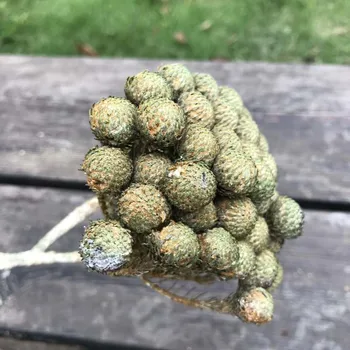 

8-10CM Head/3pCS Real Natural Dried Flowers Coral Fruit In Green,Decorative Dry Flower Ball Eternelle Roses For Home Decor