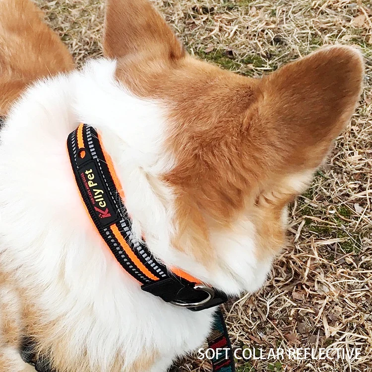 Corgi dog collars Clearance