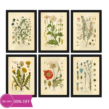 

Vintage Botanical Print Wildflower Print Poster French Botanical Illustration Wall Art Print Canvas Painting