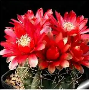 Горячая 20 шт смешанные(Gymnocalycium)-succulent-s-DIY домашний сад - Цвет: 6