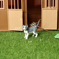 Wirehair cat