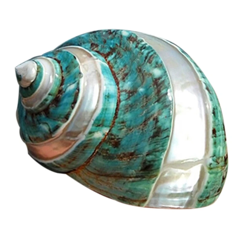 11Cm Sea Green Snail 1 Pcs Fish Aquarium Decoration Dry Kid Aquarium Decor Mediterranean Organic Material Small Shell