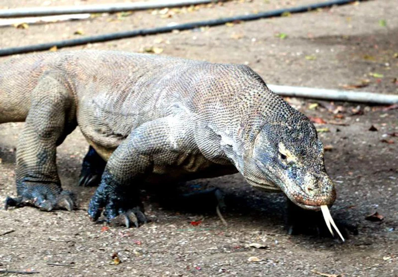Komodo