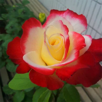 

Plant Flower Bath Salts Extra large Chinese rose Flowers Essence 100Pcs XZZ-193