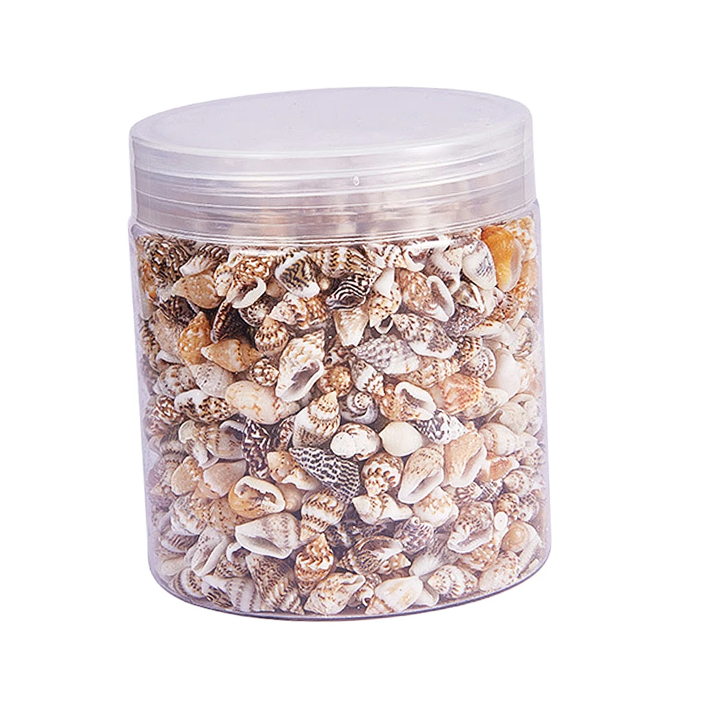 Natural Shells Seashells Beach Shells Wedding Display CraftConch Shells Box