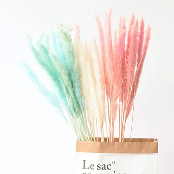 

5PCS Reed Natural Dried Flowers Home Photo Props Decoration DIY Flower Shop Floral Air-Dried Reeds Supplies