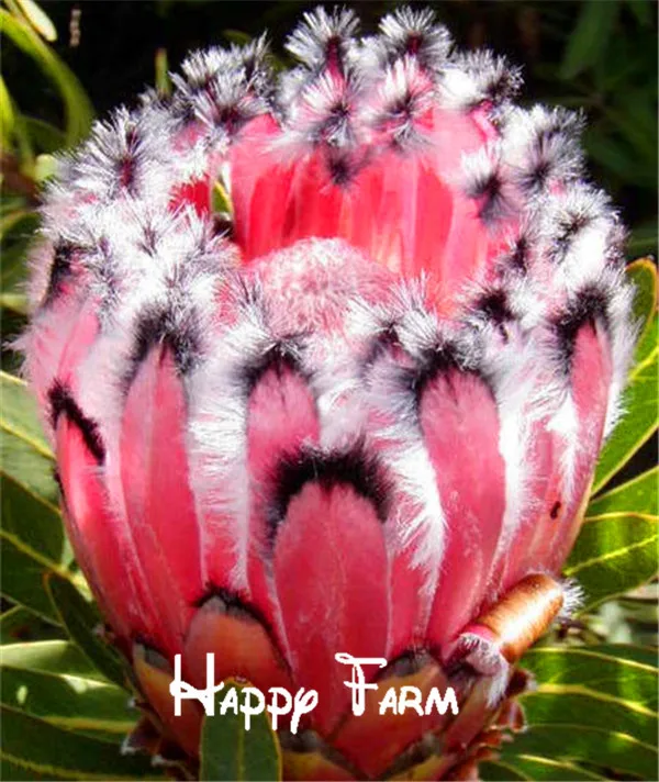 Розовый Протея neriifolia карликовые деревья, редкий цветок flores, садовое растение, широкий выбор товаров в уровень почкования 95%-100 шт./пакет