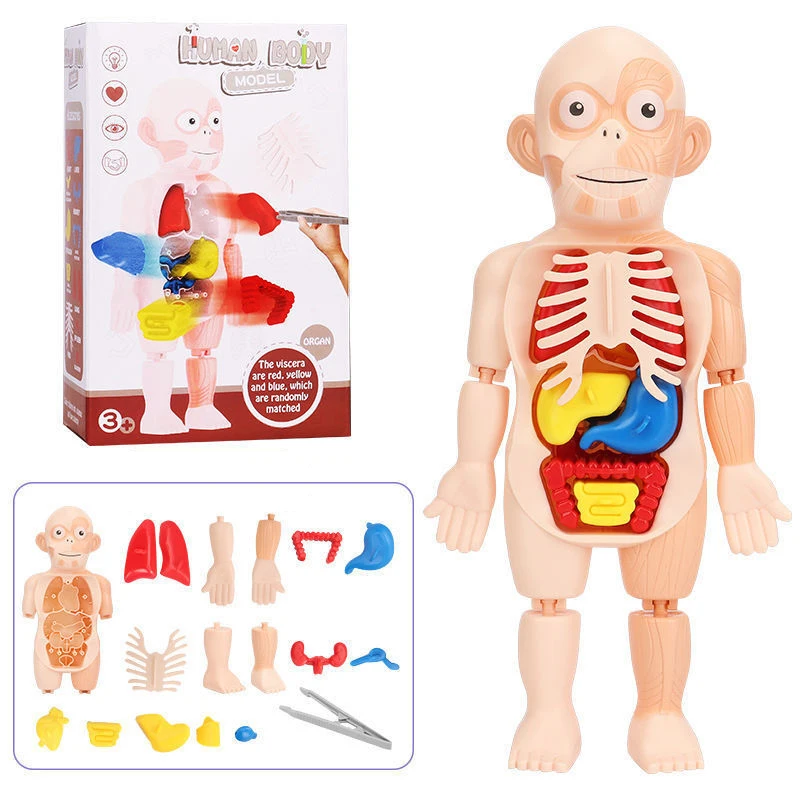 Puzzle Montessori 3d Human Body Anatomy Assemble Model Toy Diy Organ Teaching Tool Educational Learning Toys For Children | Игрушки и