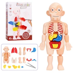 Quebra cabeça montessori 3d anatomia do corpo humano montar modelo brinquedo diy corpo órgão ferramenta de ensino educacional aprendizagem brinquedos para crianças