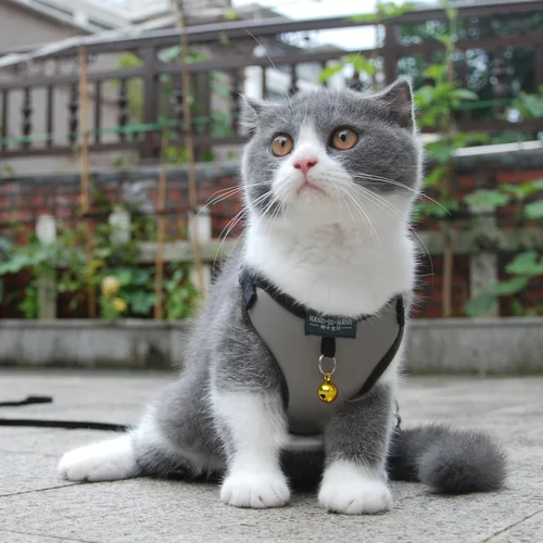 애완동물 고양이 하네스 조끼, 종 달린 조절 가능한 하네스, 산책 가죽 끈, 새끼 고양이 강아지 소형 중형견 모조 가죽 3
