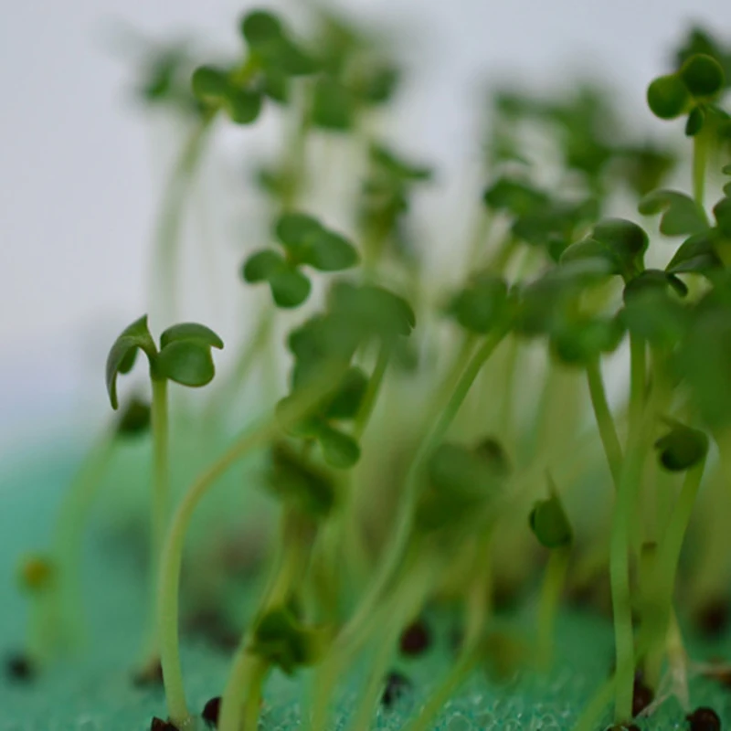 Семена Петри DIY растения културист раннее образование игрушка игрушки для