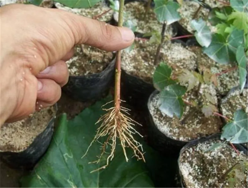 57