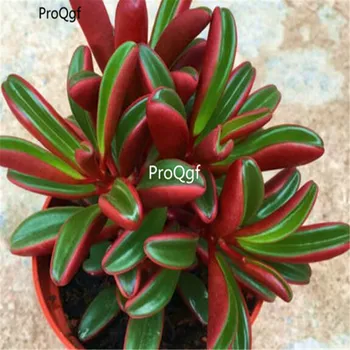 

Ngryise 1Pcs A Set Peperomiaclaveolens