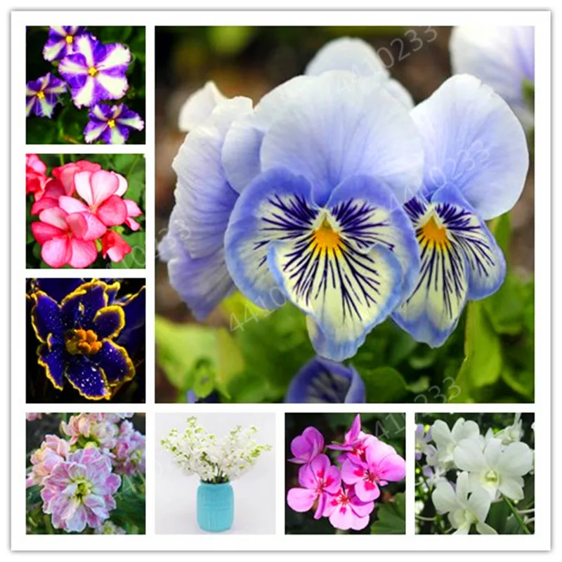 

Hot! 150 Pcs Mix Color Available African Violet Bonsai For Viewing Flower Evening-Scented Stock Violet Perennial Herb Violets
