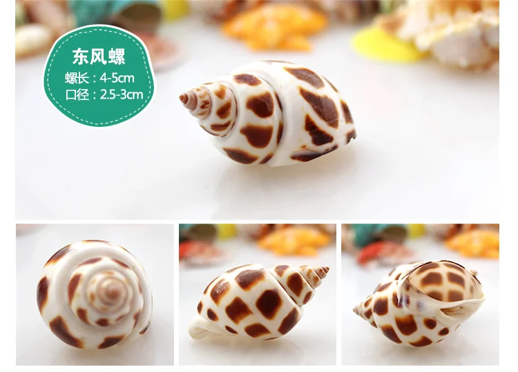Spiral Shell Fish Tank Shellfish Hermit Crabs Tank Decoration Natural Shell Conch Decoration Crafts Micro-landscape Specimens