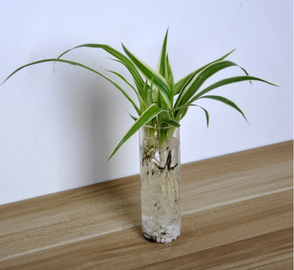 Cylinder Clear Glass Wall Hanging Vase Bottle For Plant Flower Decorations