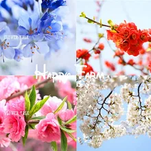 20 бонсай, вишневые растения, микс, синий, розовый, красный, белый цвета, Цветок сакуры, растения для маленьких садов