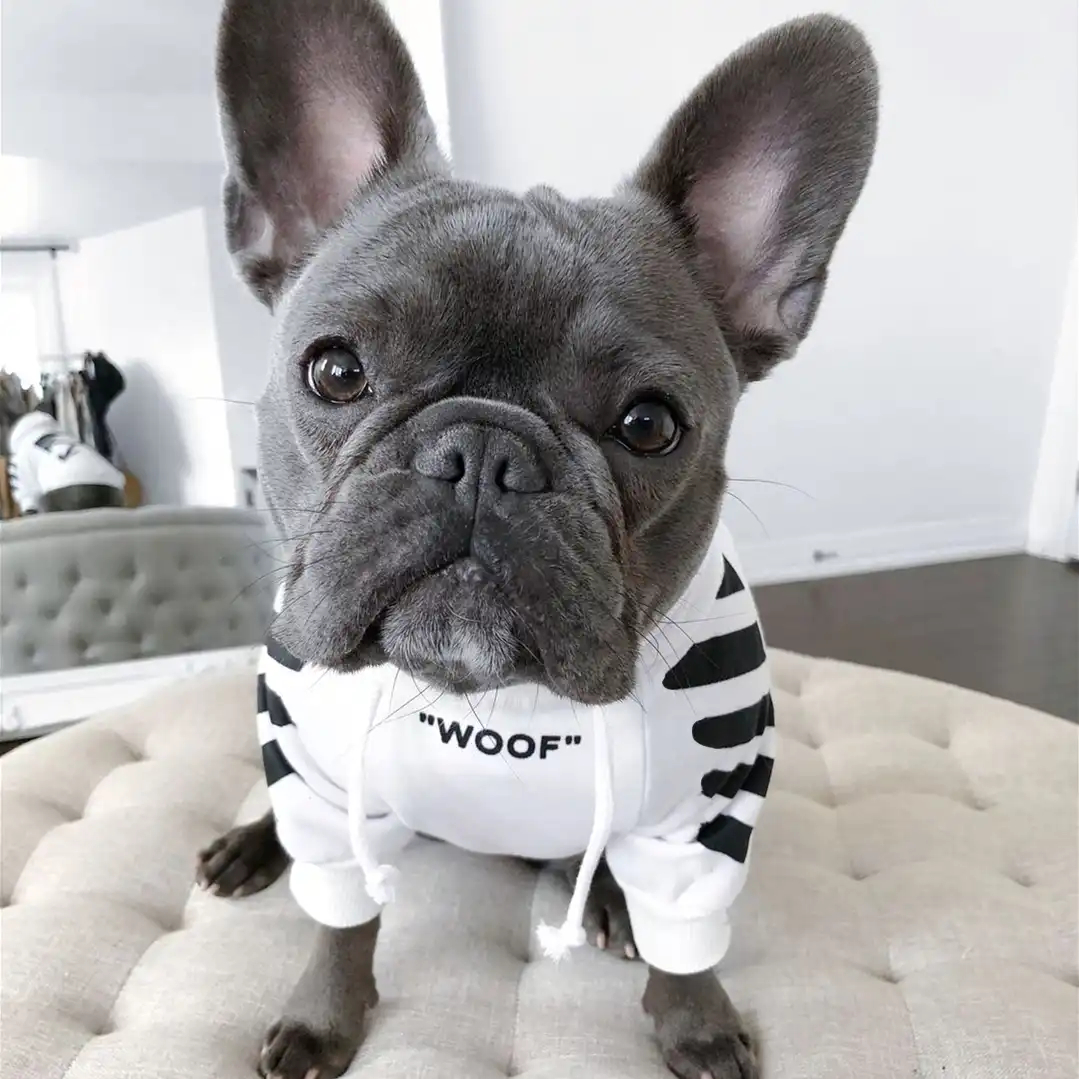 frenchie dog hoodie