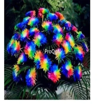 

Ngryise 6000Pcs A Set rainbow chrysanthemum