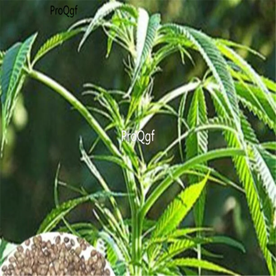 

Ngryise 1000Pcs A Set Chinese herbal medicine Line