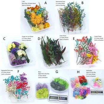 

Real Pressed Flower Leaf Dried Hydrangea Moss Resin Flower Dry Beauty Nail Art Decals Epoxy Mold Fillings Jewelry Making