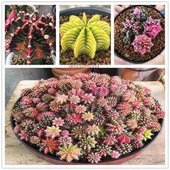 

Adenium Obesum cactus Richly Colorful Lithops flower succulentes cactus