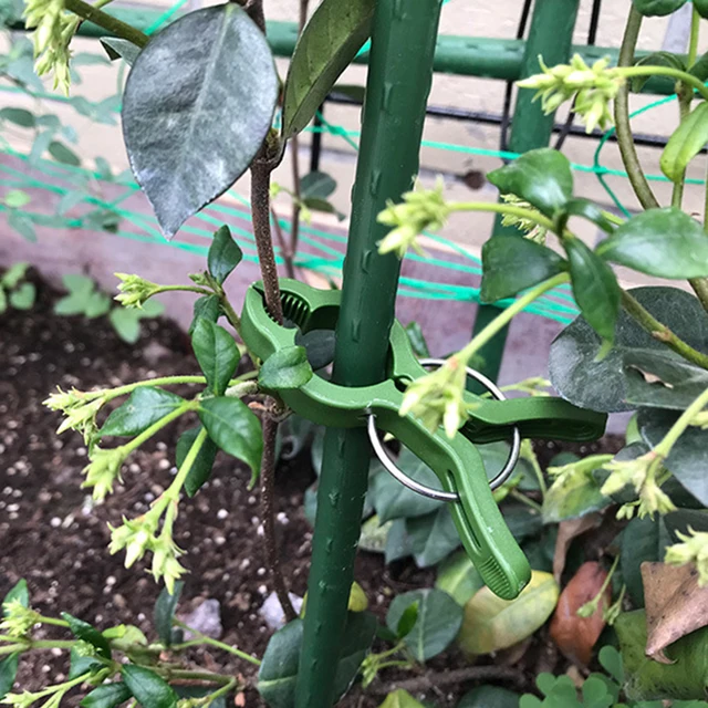 5 db/Tétel Kerti Növény Rögzített Klip Rögzítőeleme Zöldségek Virágok Kötött Csat Bilincs Üvegházhatású Növényi Tartó - Image 4
