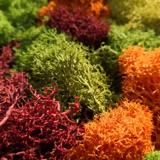 30g Lichen Moss Cluster for Bushes Model Trees Foliage Scale Model Building Material Miniature Tree Model Diy Layout Dioramas 5