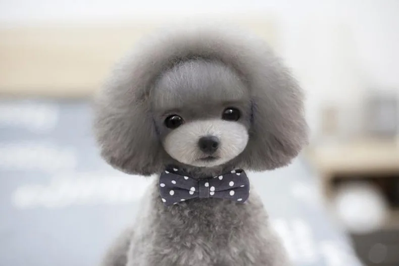 4725890763_1362072616