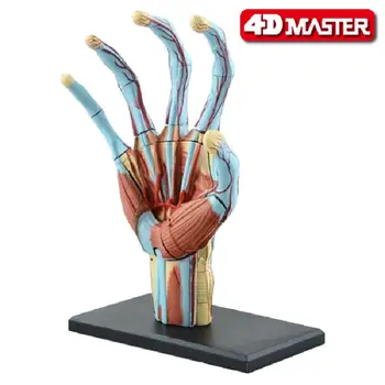 

Genuine 4d Master Puzzle Toy 4d Master Body Assembly Model Hand Structure Model Can Be Used In Medical School Teaching