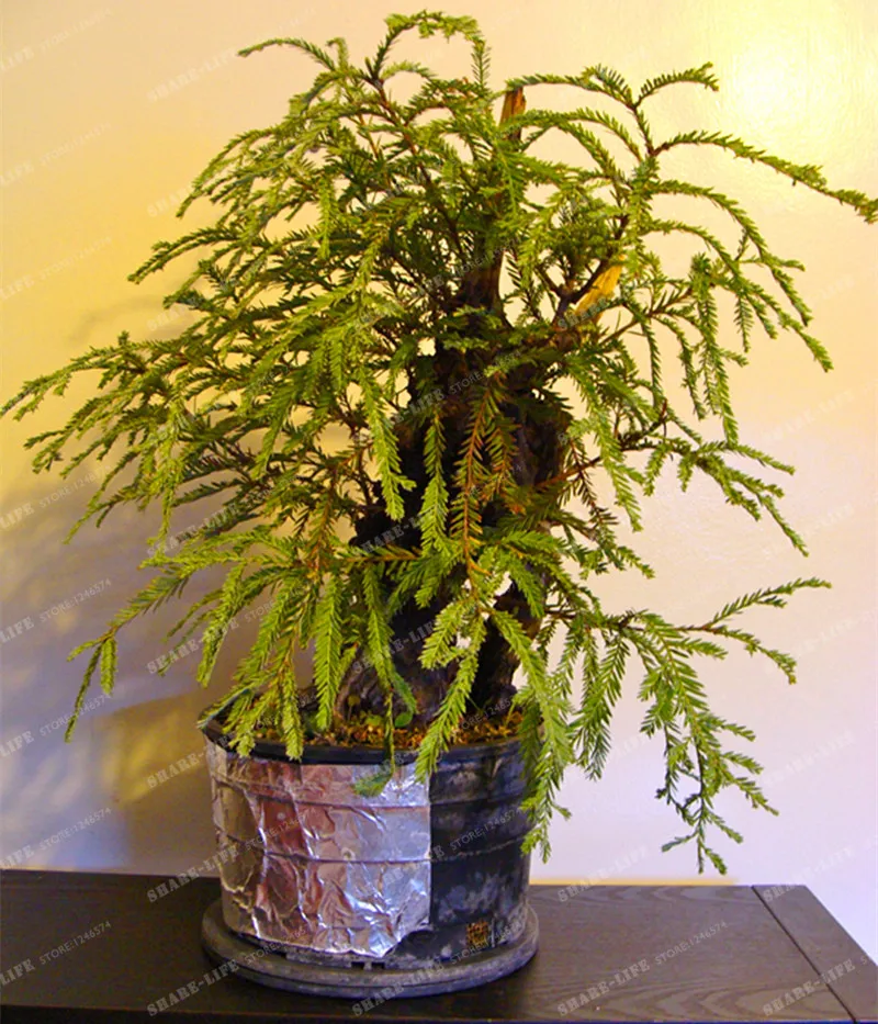 30 шт./пакет побережье Redwood бонсай Sequoia Sempervirens дерево бонсай для дома и сада