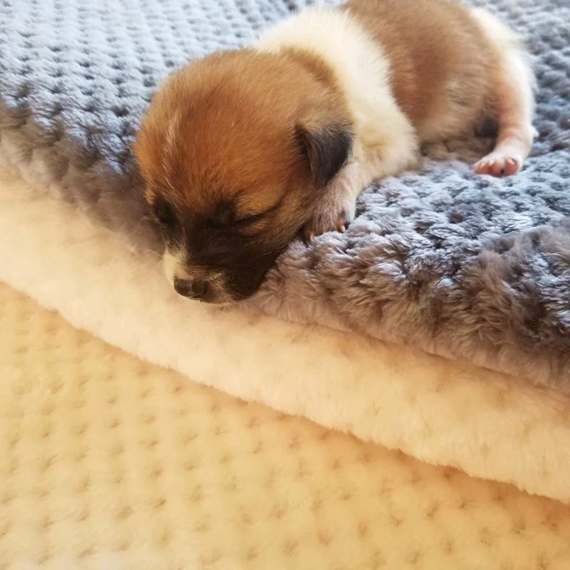 

Pet Dog Soft Fleece Pad Blanket Bed Mat Thickened Pet Blanket For Puppy Dog Cat Coral Sofa Cushion Home Washable Rug Keep Warm