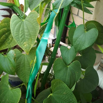

150 FEET X 12MM Wide Stretch Plant Ribbon Garden Green Vinyl Stake