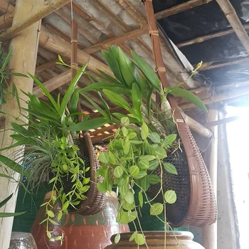 

Thailand Handmade Bamboo Woven Flower Basket Hanging Vine Pot Planter Hanging Vase Wall Plant Basket For Garden Balcony Decor