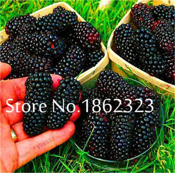 200 шт Heirloom Blackberry фрукты Сладкие черные ягоды гигантские Blackberry Тройная Корона Blackberry Черный тутовник бонсай фрукты