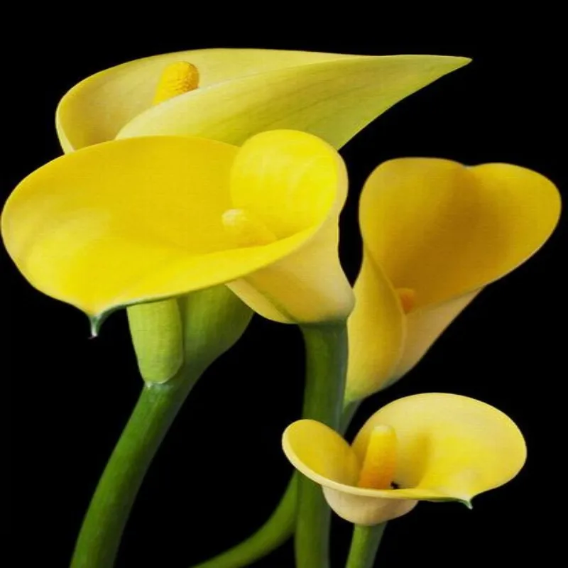 

Dropship Flower Wallpaper Beautiful Yellow Calla Bedroom Wallpaper Photo Wall Mural Papel Tapiz Para Pared Moderno