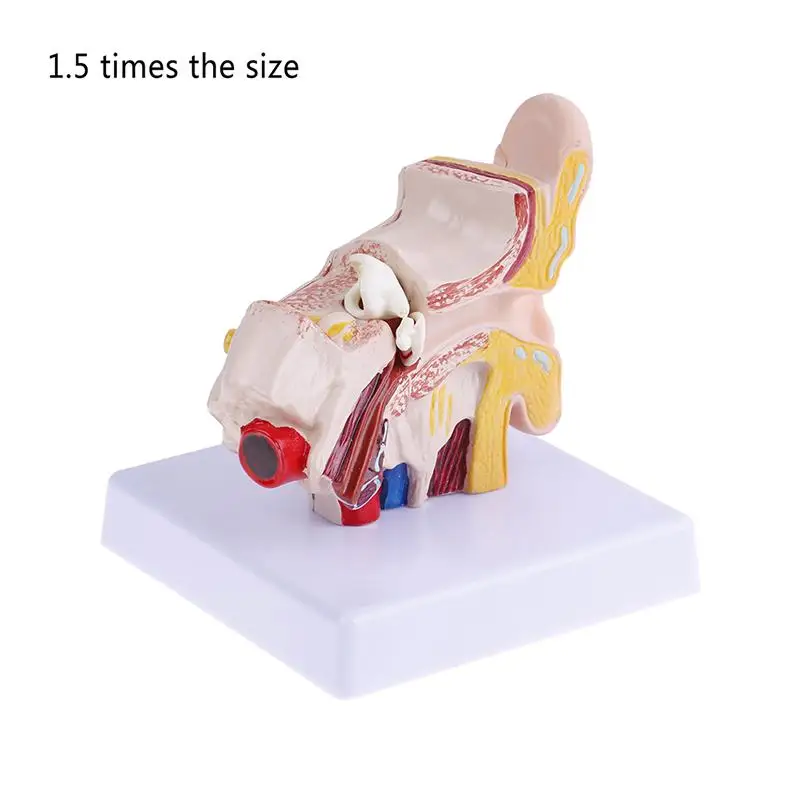 

1.5X Human Ear Anatomy Medical Model Non-Removable Showing Organs structure of the Central and External Ears