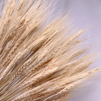 

ABFU-100Pcs/Lot Real Wheat Ear Flower Natural Dried Flowers Wheat Ears Bouquet Wedding Party Decoration DIY Craft Home Decor Pho