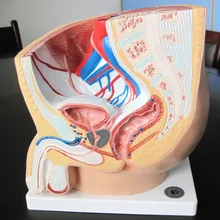 1 части мужской тазовой Сагиттальный Сплит поверхность анатомическая модель для медиков обучающая модель напрямую от производителя