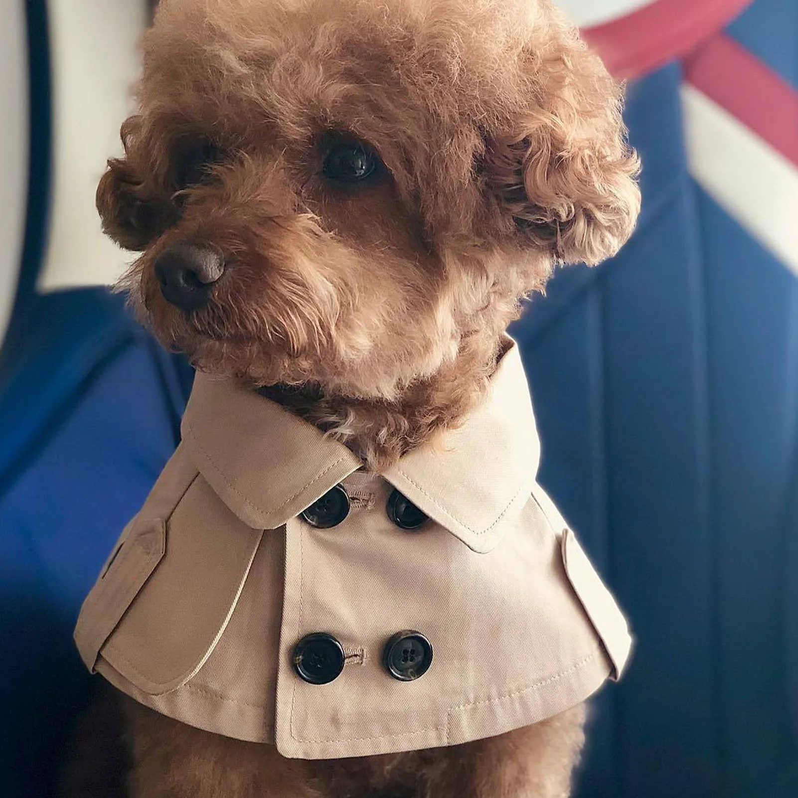 British Style - Dog Cloak Windbreaker