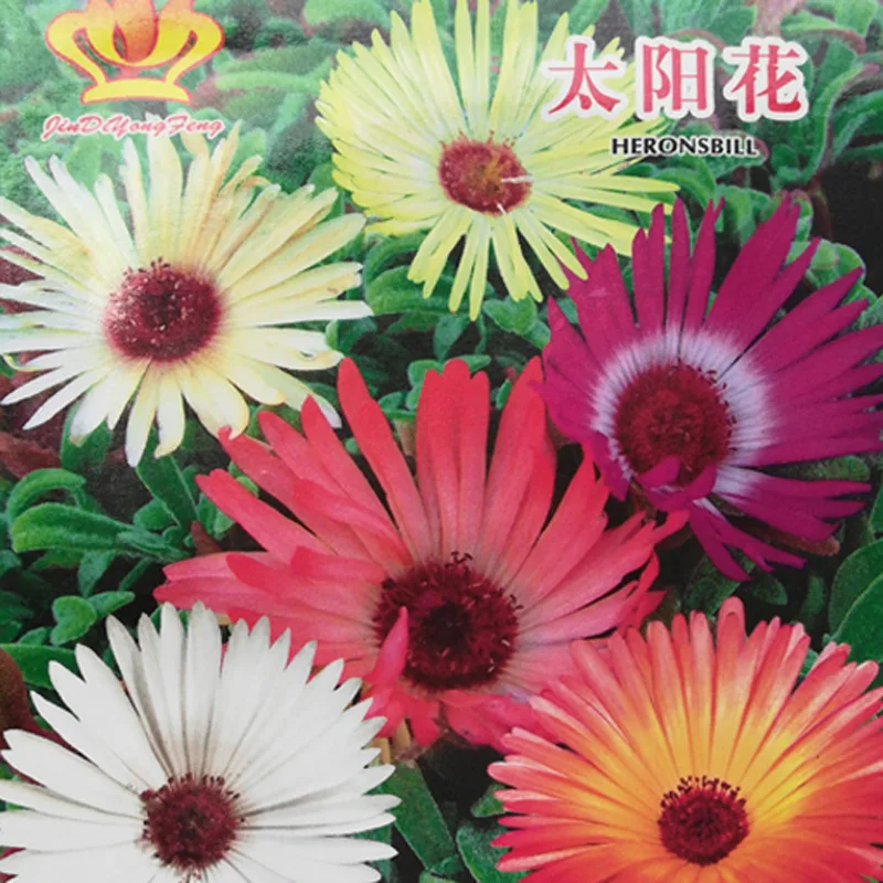 

Home gardening flower flower seed sunflower series (heather) about 50 pcs