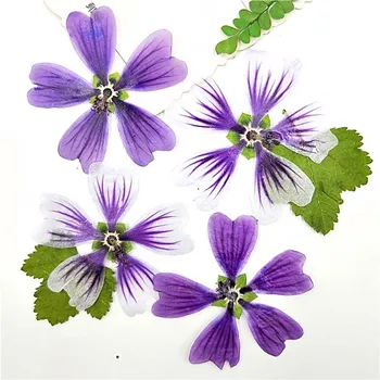 

4-6 CM/24PCS Dried Natural Pressed Flowers,Dry Mallow Flower Head Press For Flores Scrapbooking,Floral Sticker,DIY Jewelry