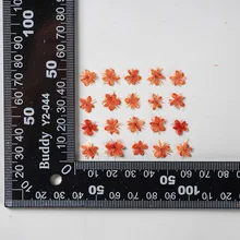  60pcs Pressed Dried Flower Symplocos paniculata  Herbarium Epoxy Resin Jewelry Photo Frame Phone Case Bookmark Making DIY 