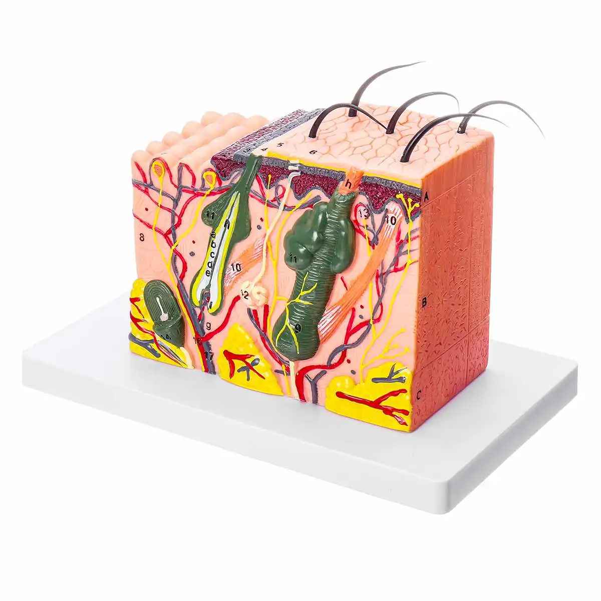50X Vergrößerte 3D Menschliche Anatomische Haut Modell für Anatomie und 
