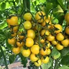 Garden Supplies