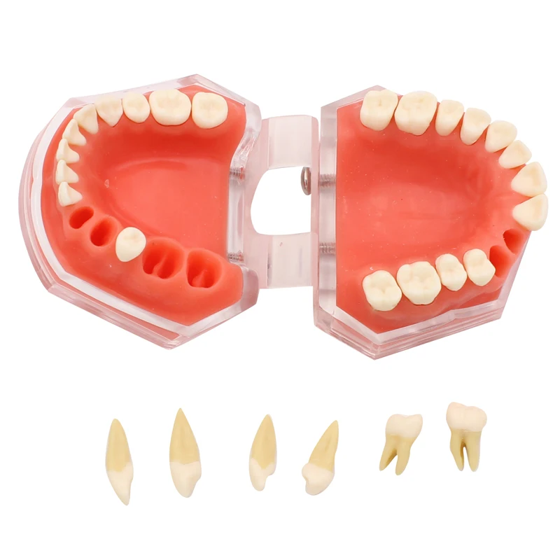 Стоматологические мягкие десны стандартная модель со всеми съемными зубами#4004 01 Стоматологическое обучение модель зуба 28 шт. палочки для очистки зубов лаборатория