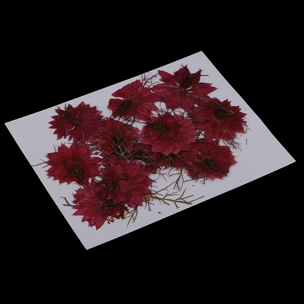12 Pieces Pressed Real Dried Flowers Love-in-a-mist for Resin Ornament Making Red Blue