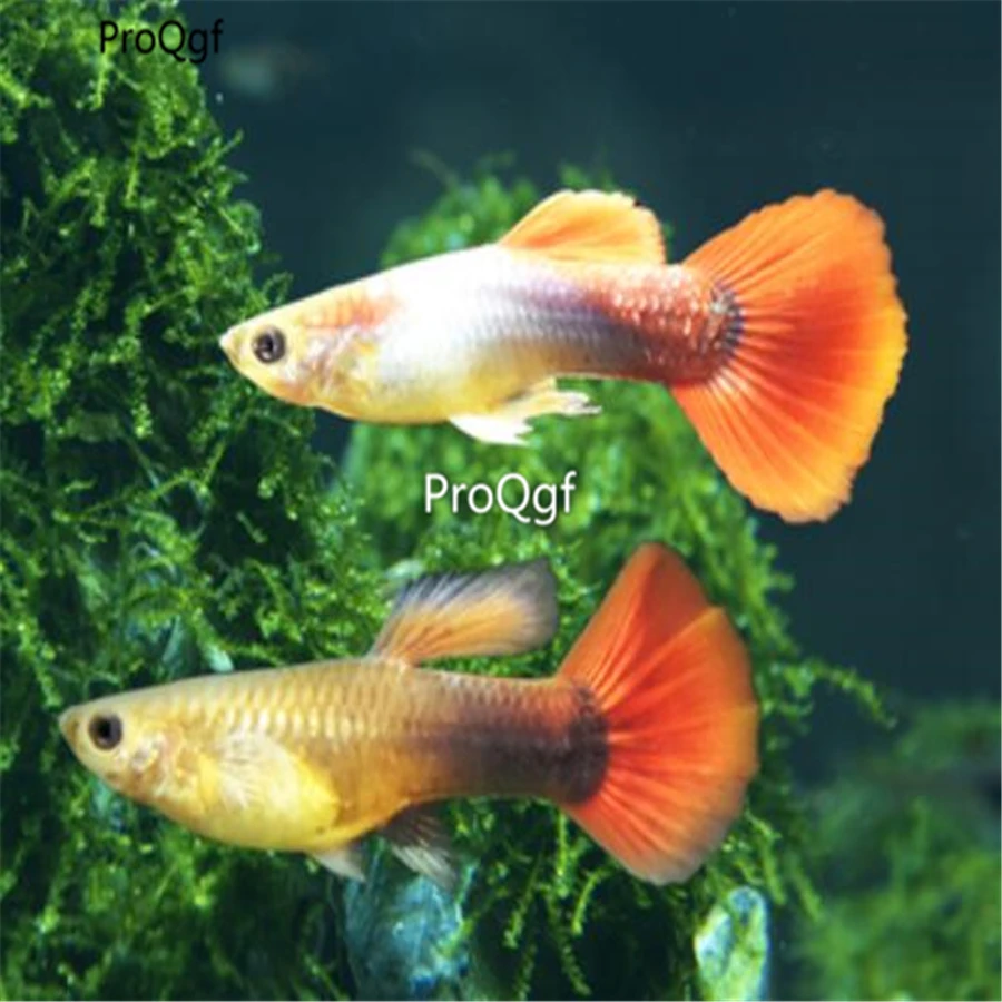 Ngryise 2 шт набор Poecilia reticulata - Цвет: 6