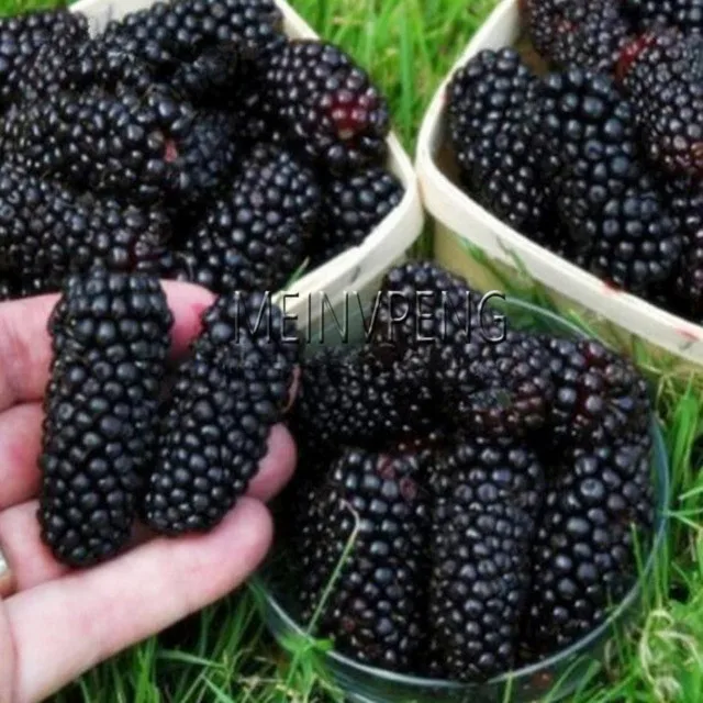 

Blackberry 200