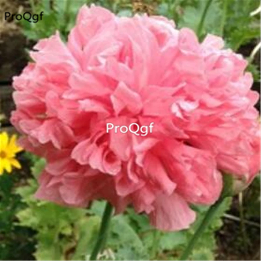 

Ngryise 15Pcs A Set Paeonia lactiflora Peony